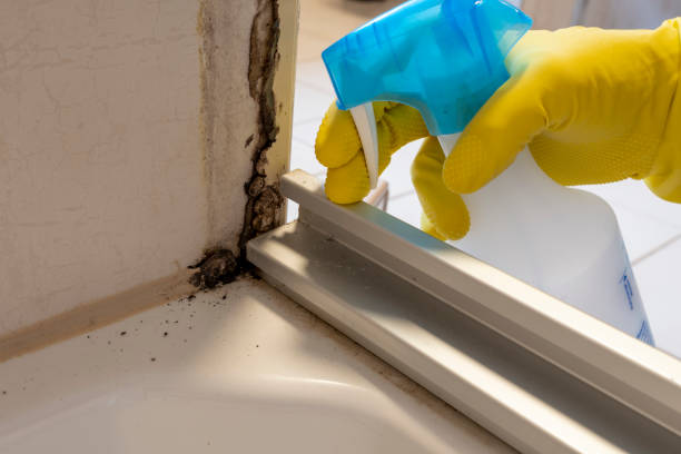 Best Industrial Mold Remediation  in Kemah, TX